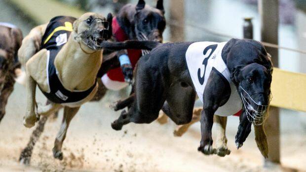 Greyhounds will continue to race in New South Wales after the ban has been overturned.
