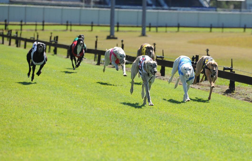 Greyhounds running at the Wauchope track in early this year. Photo: Ivan Sajko