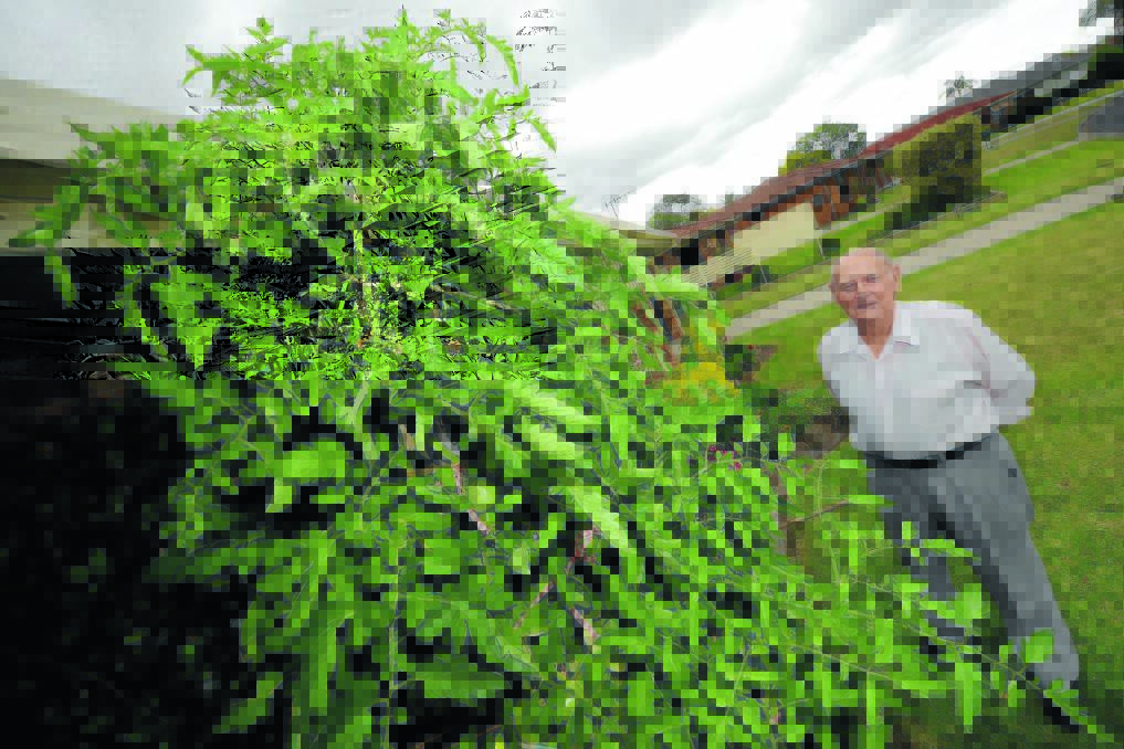Growing to new heights: Jack Edwards with his tomato bush, which has grown to the roof of his home.