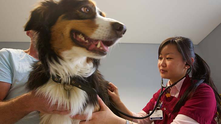 Hidden danger ... University of Sydney Veterinary Hospital vet Christina Zhu inspects Oscar who was bitten by a tick on holiday in Jervis Bay in May.