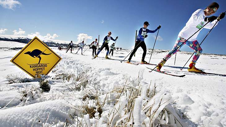 Day in the sun ... skiers from around the world take part in the annual 42-kilometre Kangaroo Hoppet cross-country race at Falls Creek.