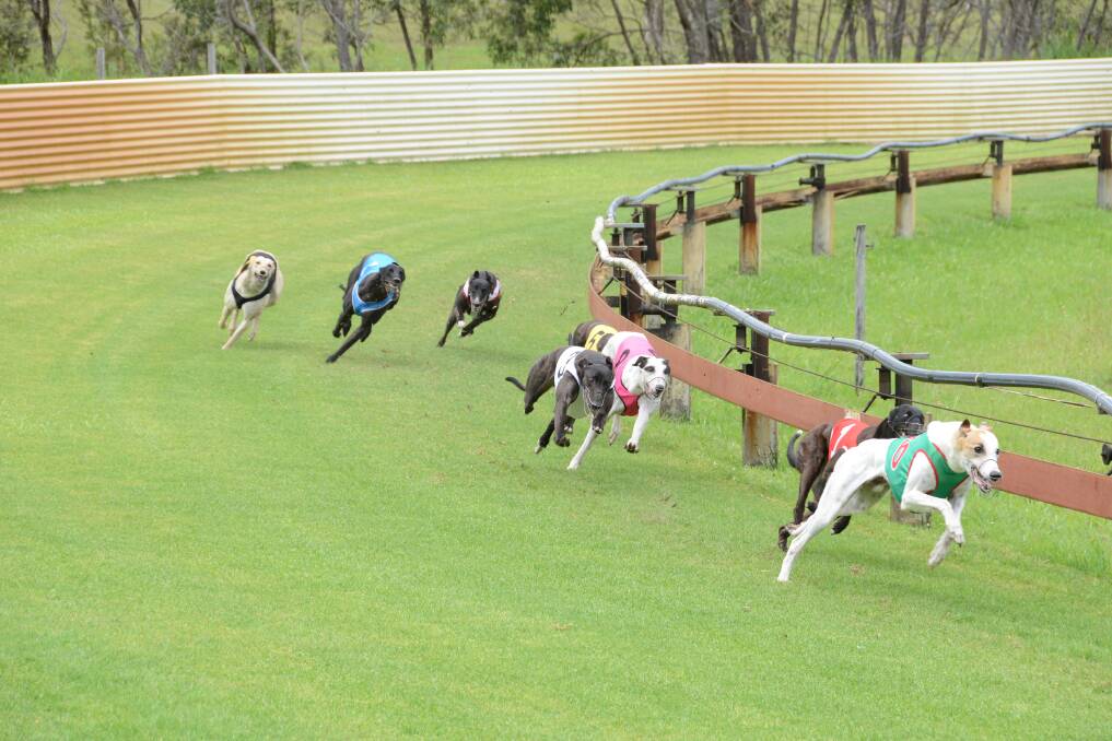 A good crowd gathered for the final Taree greyhounds meet of the year.