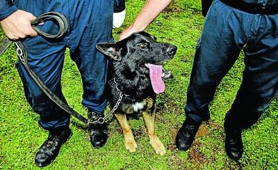 Chuck, the police dog, laps up a well deserved pat after assisting in the capture of Malcolm Naden on a property outside of Gloucester last Thursday morning. Photo by Simone De Peak.