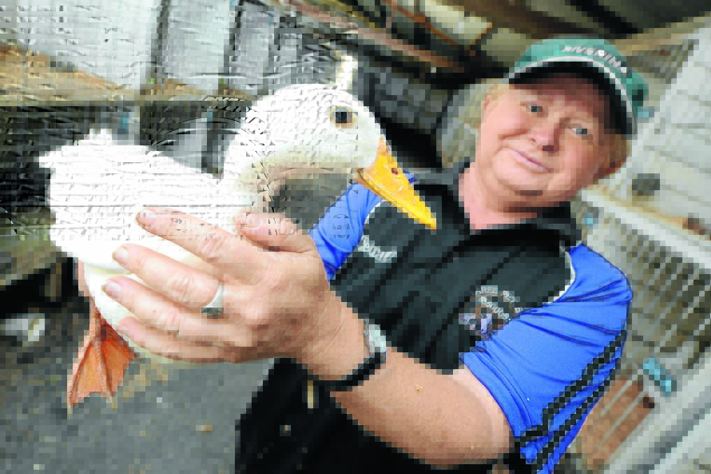 Pretty poultry is a source of pride for Mandy Flemming. There are more than 200 birds entered in the 2013 Taree Show and Mandy is hopeful of taking home a title or two. Wauchope judge Neil Coombes will judge the poultry on Saturday.