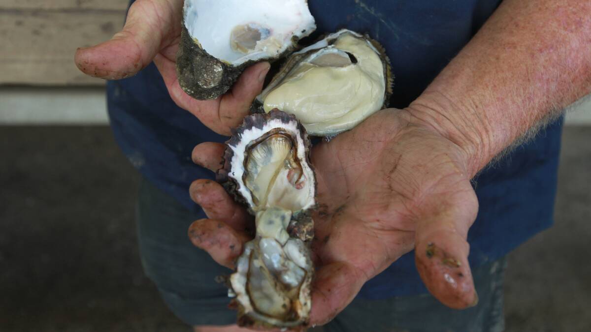 An infected Pacific oyster (foreground) and a non-infected Pacific oyster (background). Photo: SAHLAN HAYES