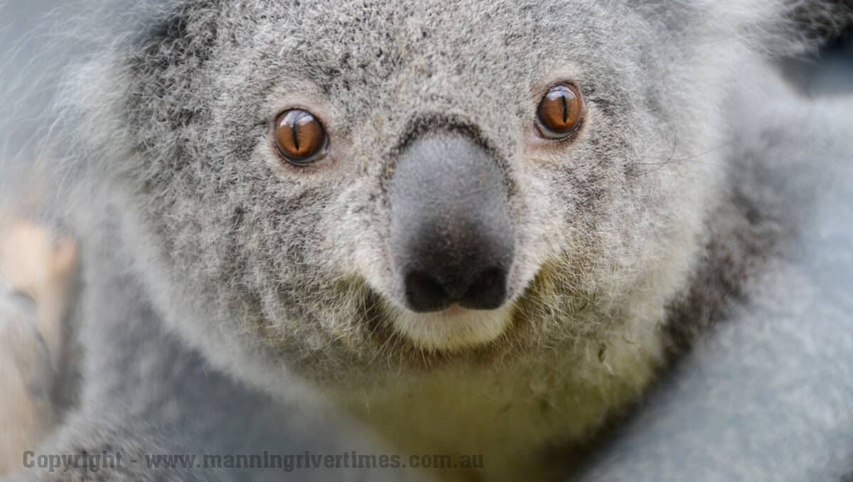 Most Koalas have brown eyes such as this one.