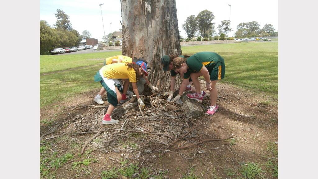 Chatham Primary Tidy Up Taree - Year 5 and Year 6. 