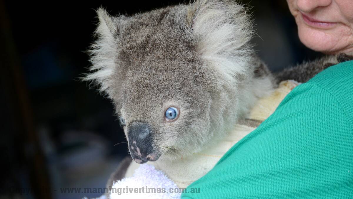Rare Blue Eyed Koala - "Petal" is the latest patient at Koalas In Care Inc. She was found after being hit by a car and is in the process of mending some fractured bones. Christeen McLeod has been caring for Koalas for many years and had never come across a blue eyed Koala until now. http://www.koalasincare.org.au/