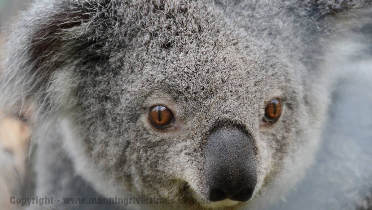 Most Koalas have brown eyes such as this one.
