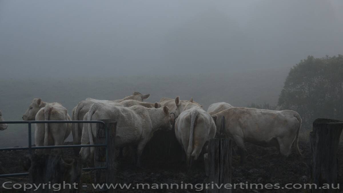 2013 Daybreak on the Manning - 18.07.13 – Mooral Creek