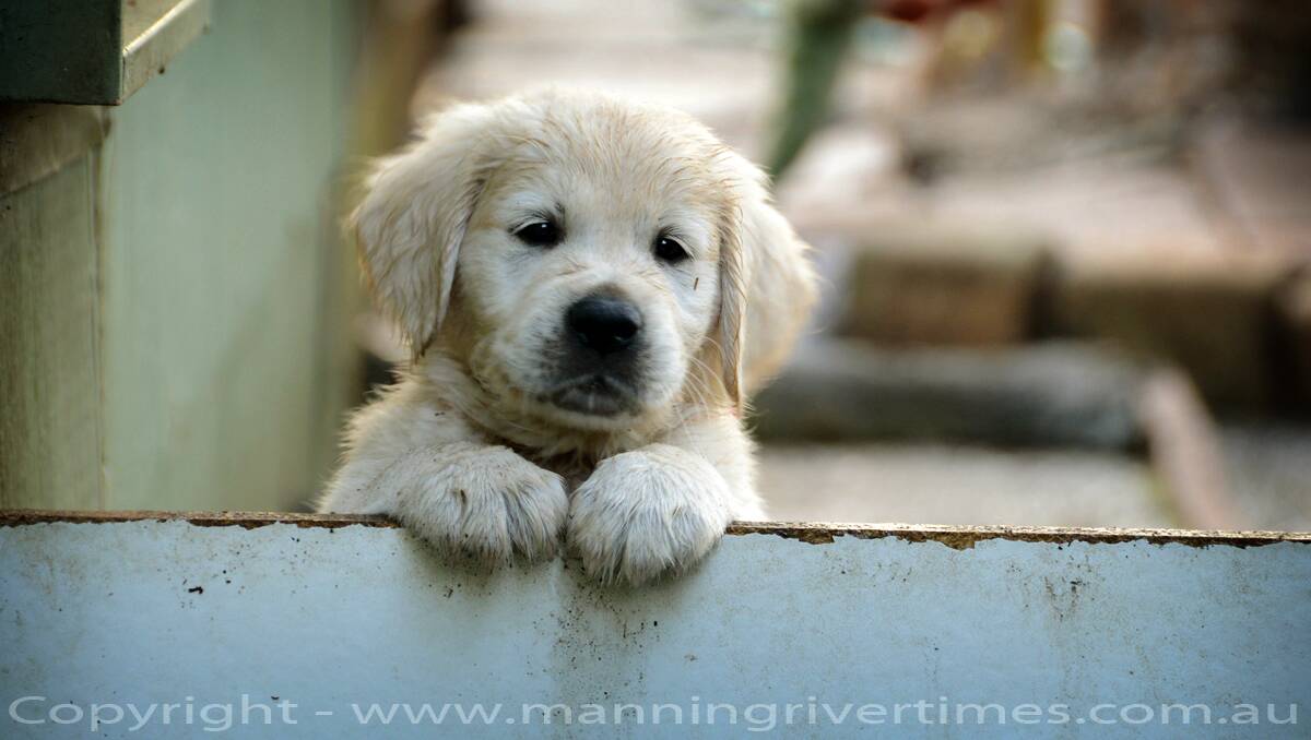 Daybreak on the Manning - Golden Retriever Pups