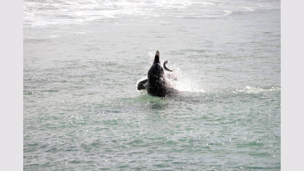 A dolphin chasing some mullet in 2012