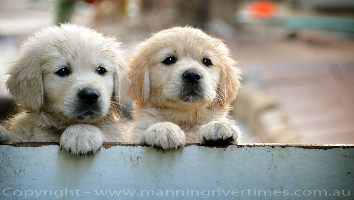 Daybreak on the Manning - Golden Retriever Pups