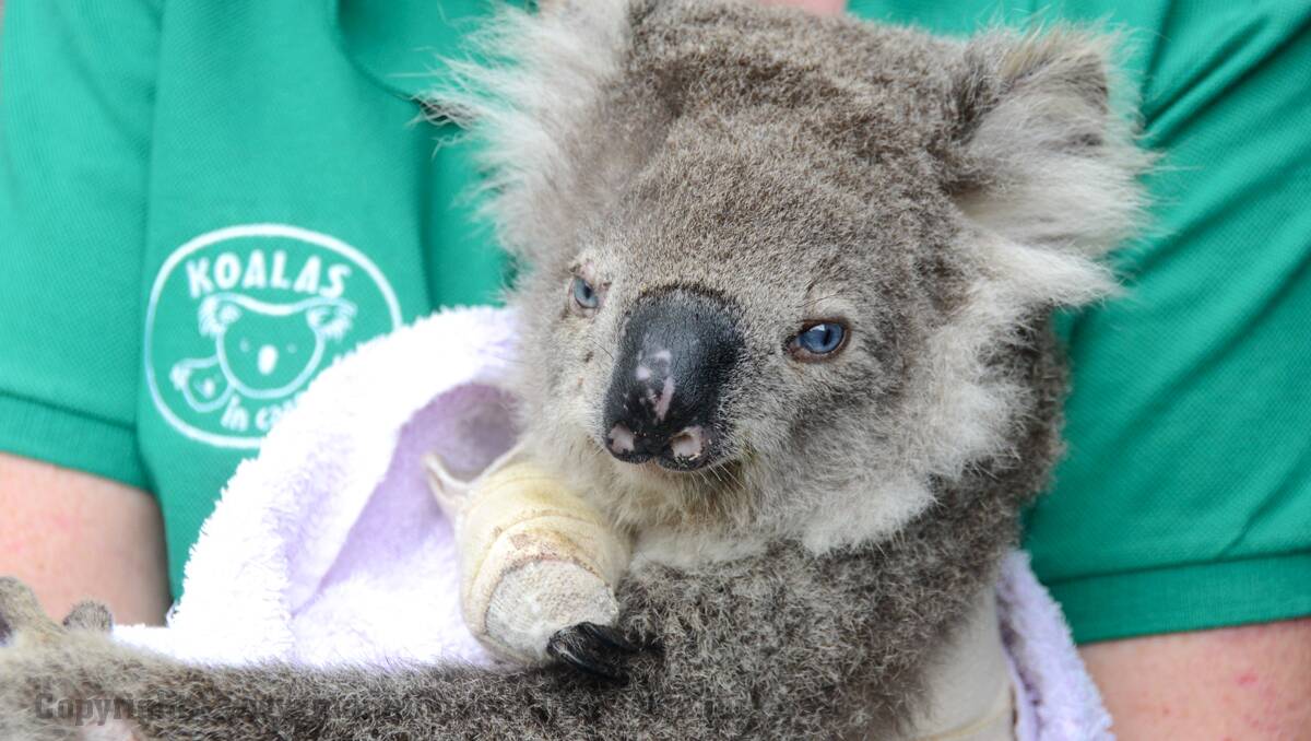 Rare Blue Eyed Koala - "Petal" is the latest patient at Koalas In Care Inc. She was found after being hit by a car and is in the process of mending some fractured bones. Christeen McLeod has been caring for Koalas for many years and had never come across a blue eyed Koala until now. http://www.koalasincare.org.au/