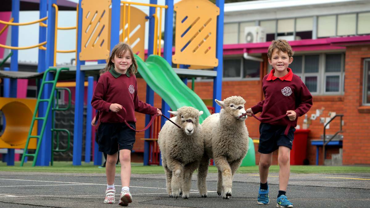 WARNAMBOOL: St Pius X Primary School prep pupils Olivia Lenehan, 5, and Jake Couch, 6, take twin lambs Bessie and Penny , which they helped to raise, for a walk. Picture: LEANNE PICKETT