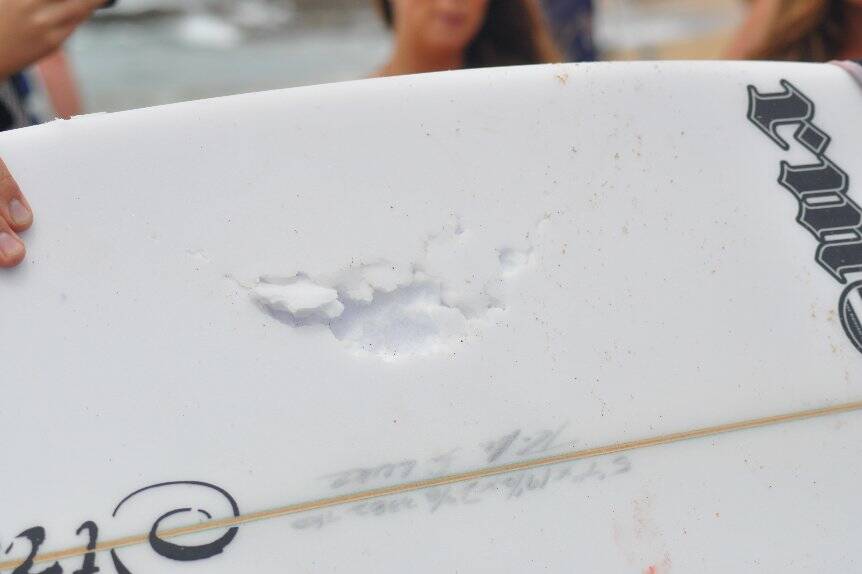 the man's board, teeth marks and all. Pic: MARK GALLAGHER