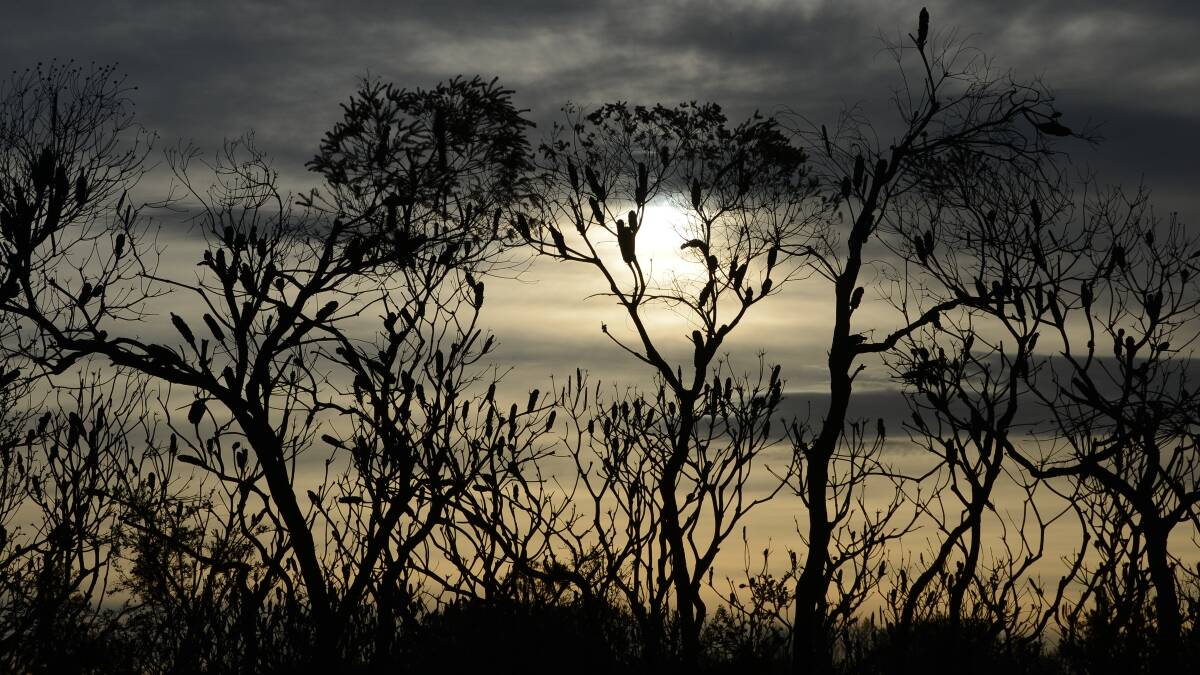 Daybreak in Crowdy Bay National Park . Pic: Carl Muxlow