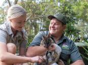 Aussie Ark's Dean Reid and the Australian Reptile Park's Lauren Hunter with a Parma wallaby. Picture supplied.