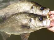 Annual closure of fishing for Australian bass and estuary perch in all NSW coastal rivers and estuaries commenceS on Wednesday, May 1. Picture courtesy DPI.
