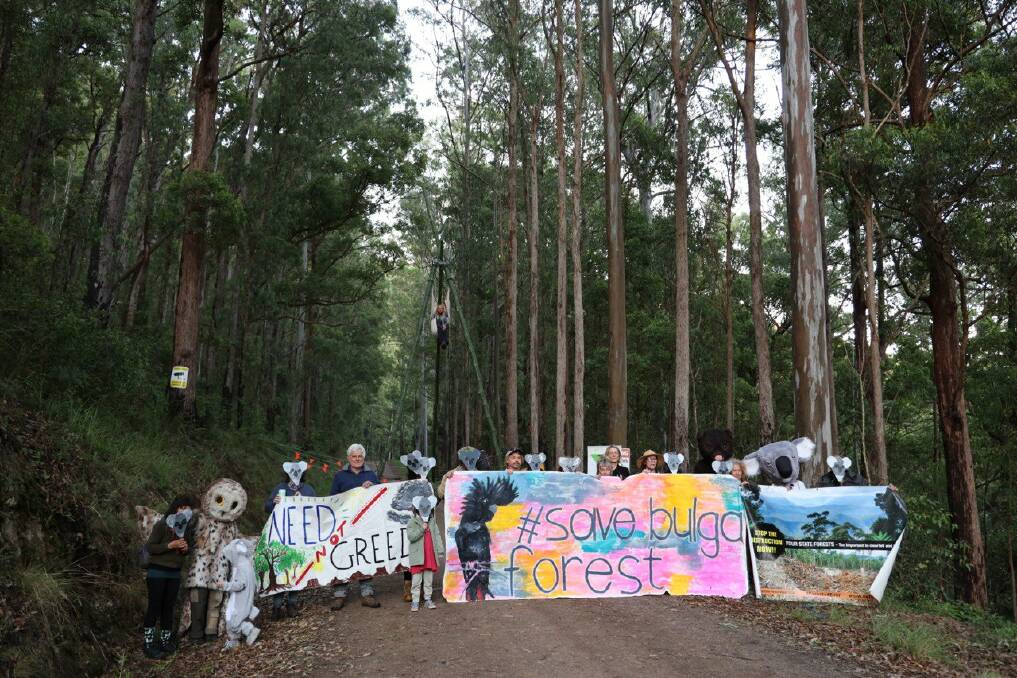 Protesters at the frontline in Bulga State Forest are calling on the NSW State Government to come up with a plan to transition out of the unprofitable logging of native forests.