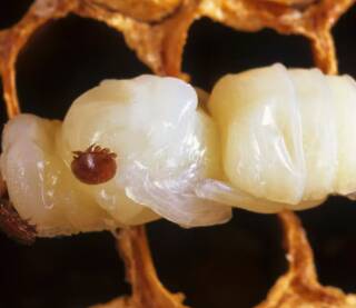 Varroa mite on a bee pupae. Picture: CSIRO