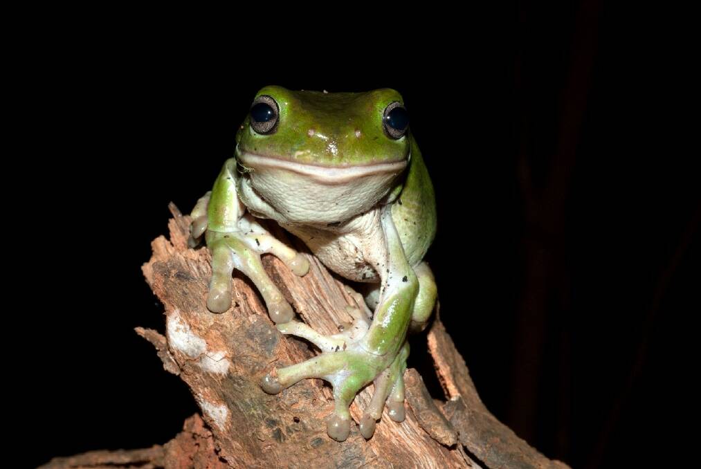 A healthy green tree frog, photo by Jodi Rowley