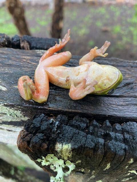Dead green tree frog. Photo by Patricia Packham