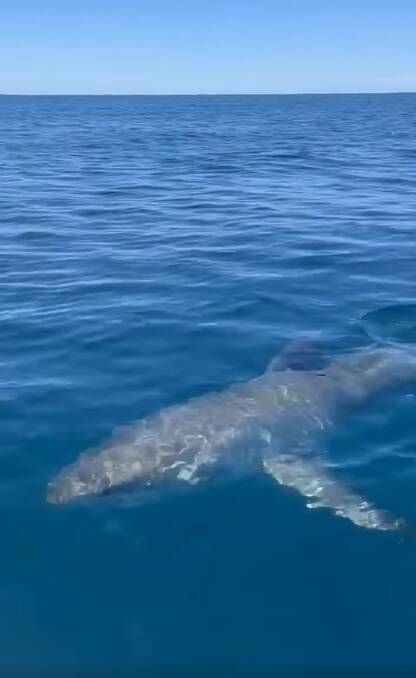 2-3m great white shark approximately 25 kilometres off Forster. 