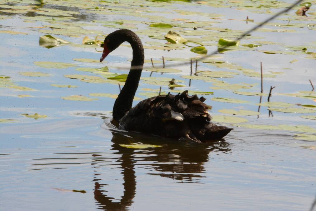 The black swan: hundreds of metres away from us but still aware of our presence. Photo Scott Calvin. 