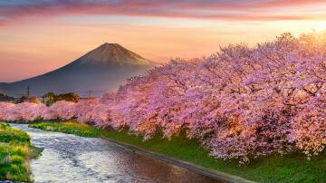 Ultimate guide to cherry blossoms in Japan: When and where to go in 2024