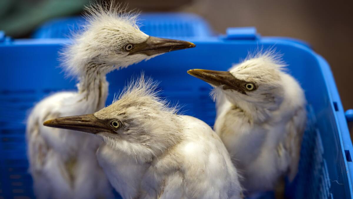 Rescued egrets recovering at Australia Zoo. Picture supplied
