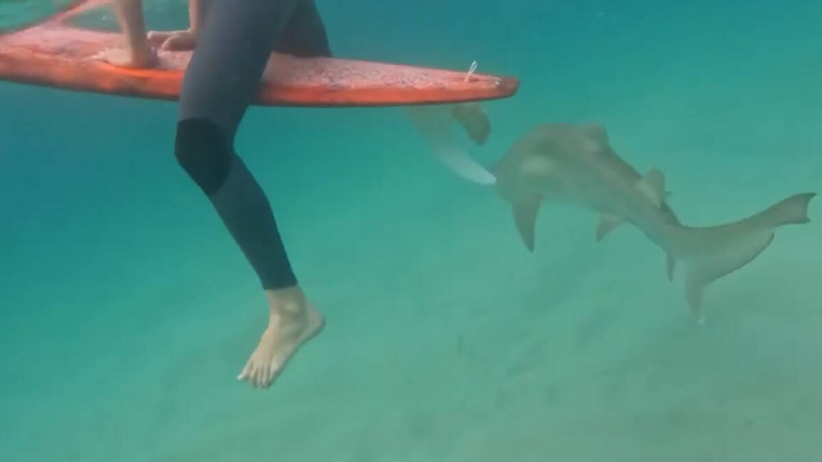 Go Pro footage shows the shark swimming close to the surfer's foot. Picture from Drone Shark App. 