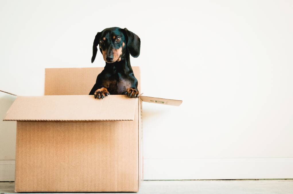 STRESS LESS: Preparation and remaining calm will help make relocation much easier on pets.