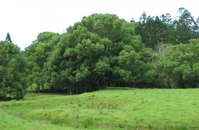 Shady character: Declared a noxious weed in 2014, the Camphor Laurel is being targeted in a pilot management program in the Ghinni Ghinni area.