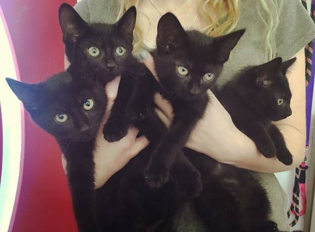 Black kitten Friday
