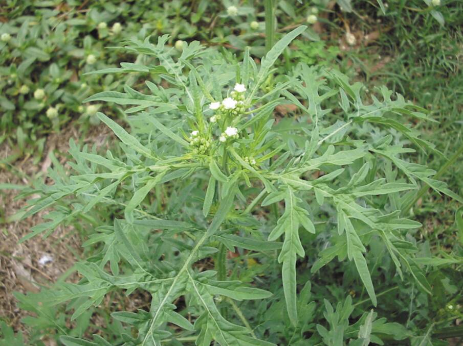 Watch out: The parthenium weed has been discovered in two Upper Hunter locations over the last week.