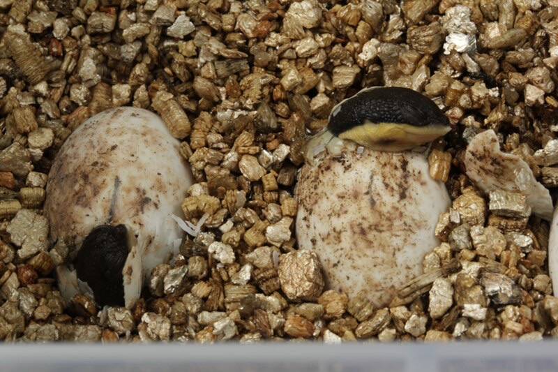 By removing certain threat variables from the equation - predation by feral foxes and cats, roaming cattle and polluted waters - Aussie Ark's breeding program gives turtles a higher chance of survival. Photo: Aussie Ark.
