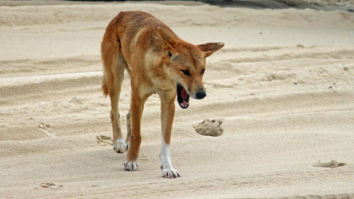 Warning over increased dingo activity