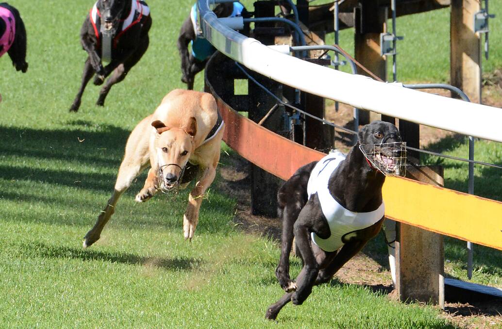 Ten races on Saturday morning program for Taree greyhounds