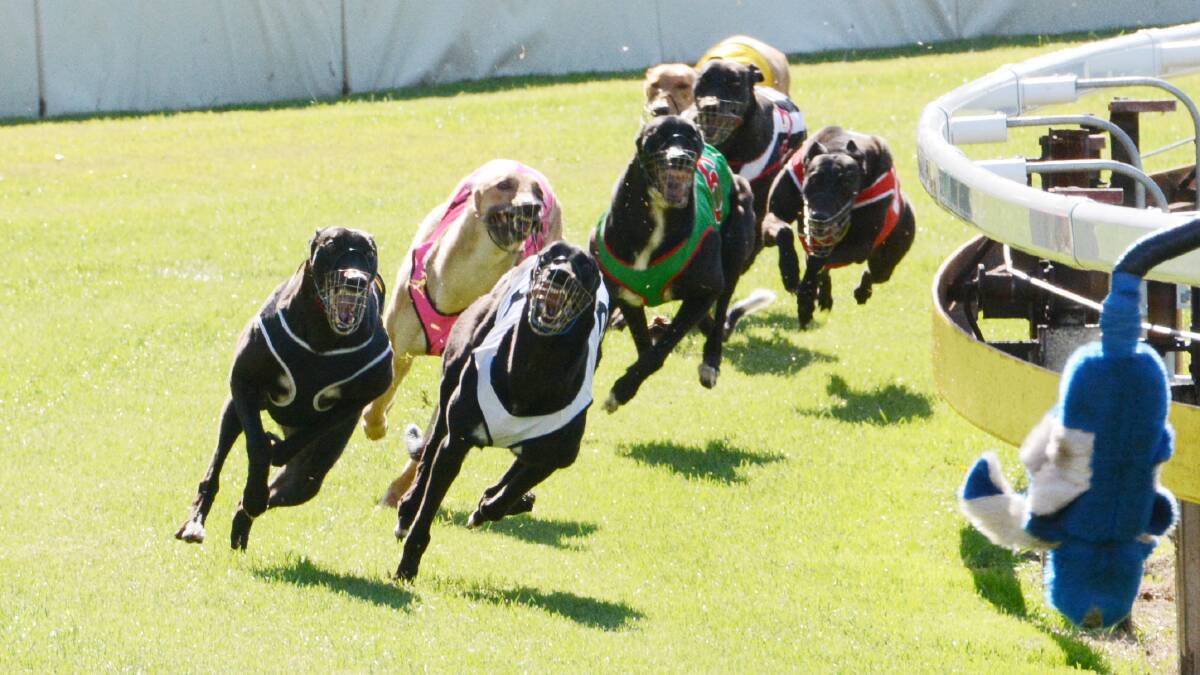 Bbet sponsorship a massive boost for Taree Greyhound Club