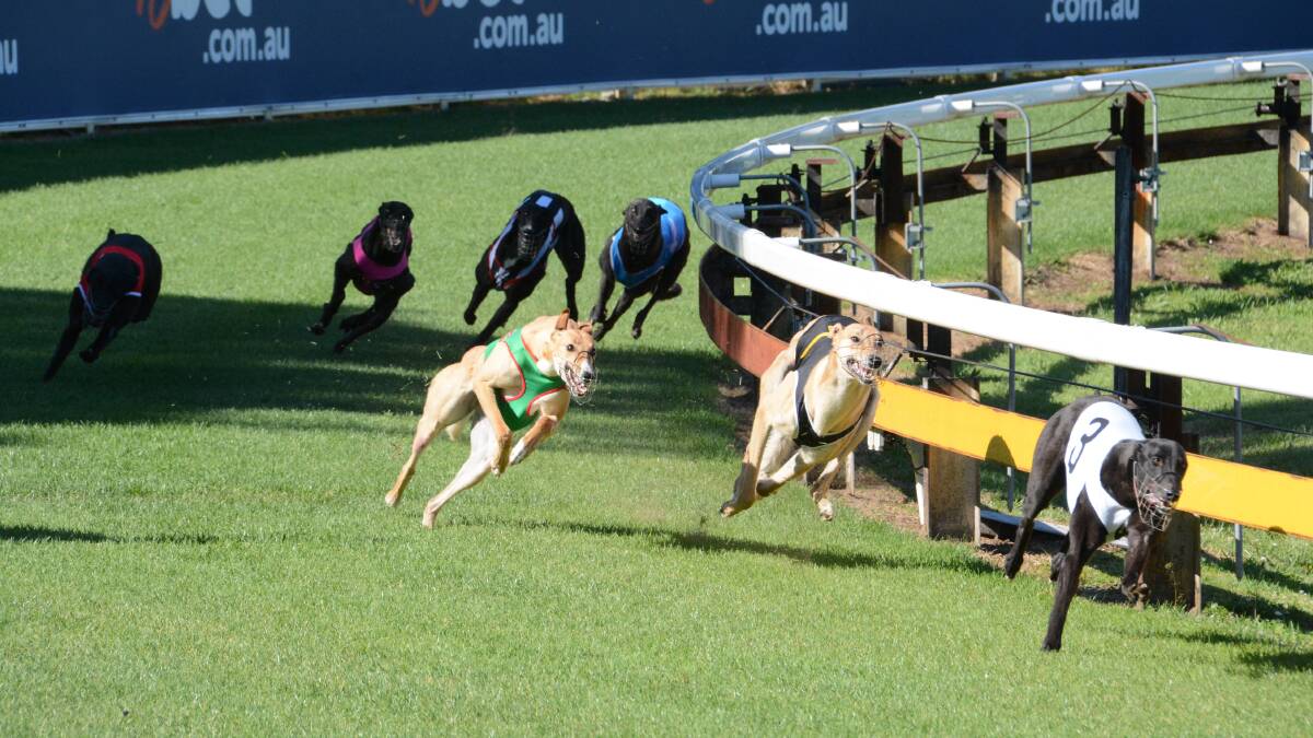 Taree Greyhound Club will conduct a TAB meeting at BBet Park today.