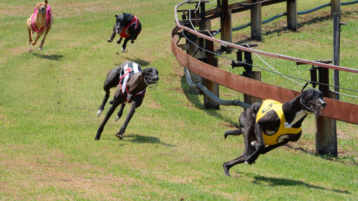 Taree Greyhound Club's first TAB meeting on hold until July
