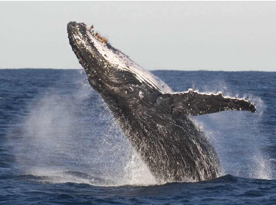 Learn more about whales at a free day conducted by dedicated whale watcher Jeannie Lawson at Bennett's Head, Forster on Saturday. Photo Ray Alley.