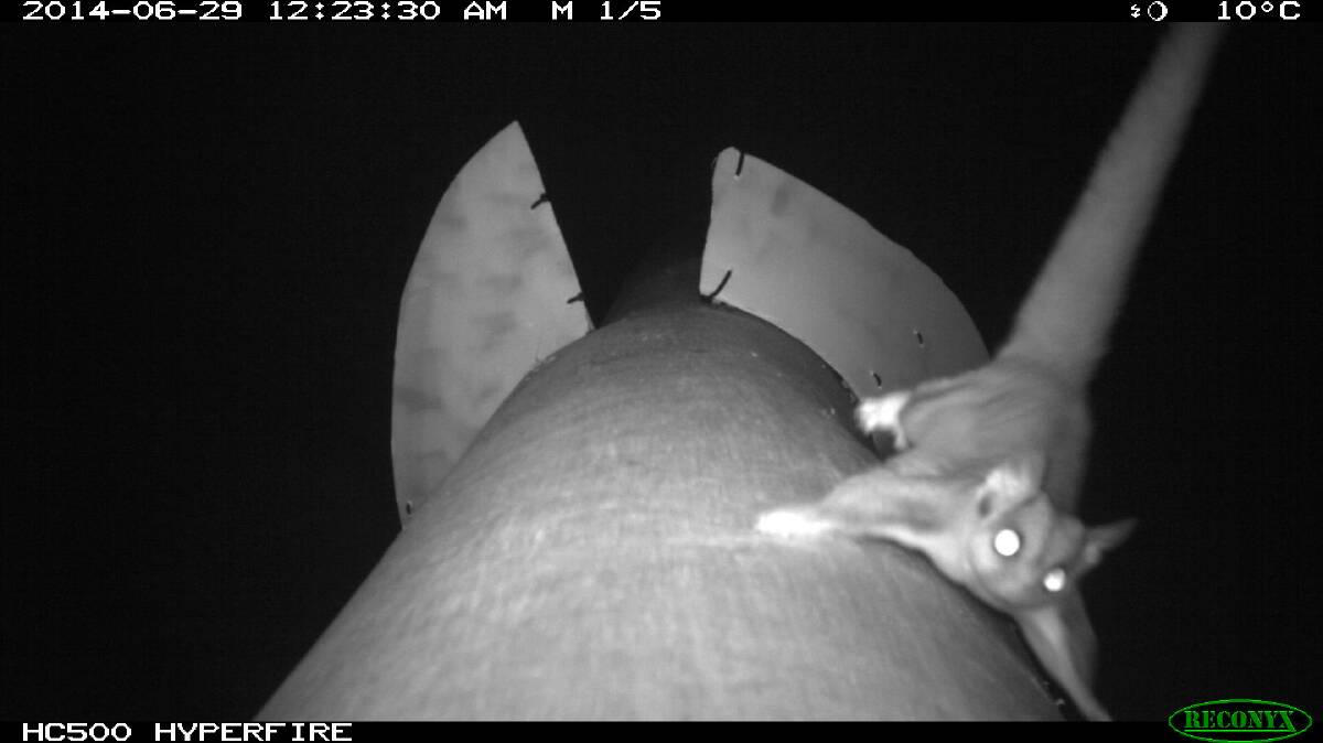 Up and over: A 100g sugar glider utilising the pole system. Photo: Goldingay, Taylor, Parkyn