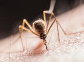MOSSIE WARNING: A new case of Japanese encephalitis found in the Top End brings fresh warnings about the danger when the nation emerges from winter. 