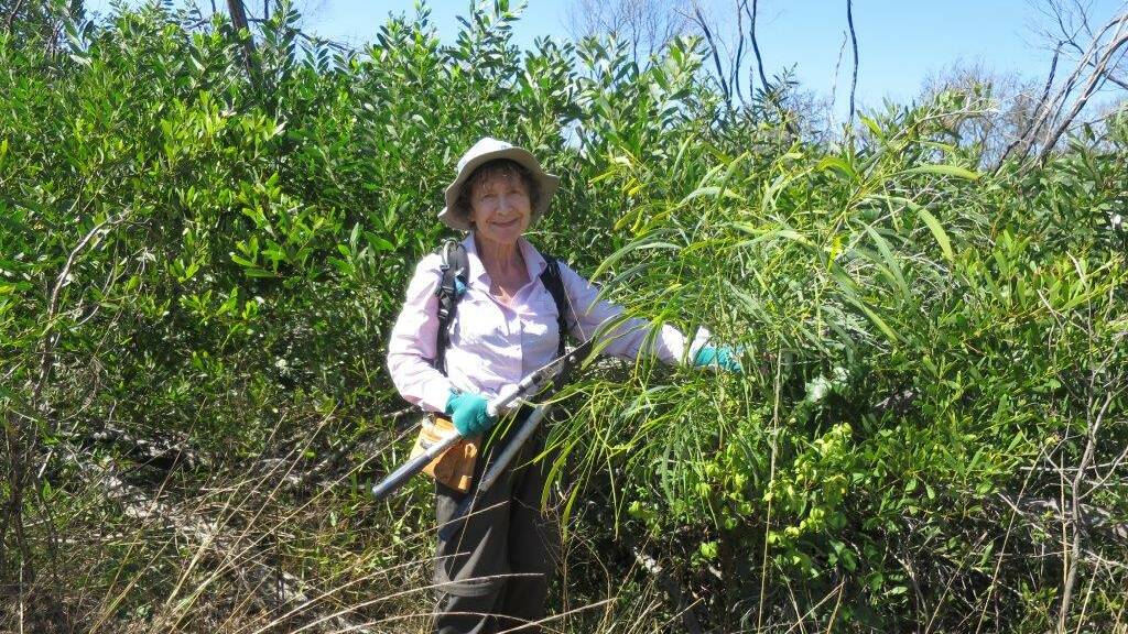 Volunteer Suzanne who comes every year from is working on an infestation of a Western Australian wattle. Photo supplied