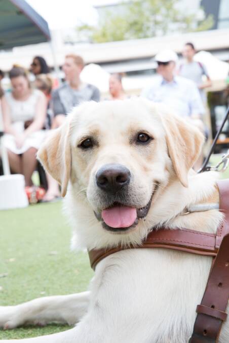 Access All Areas - Guide Dogs can go everywhere