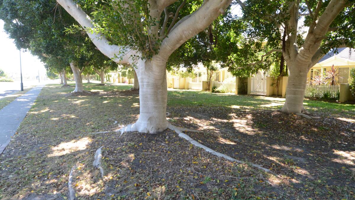 Letter: Harrington fig trees had to go but lilly pillies are not the answer