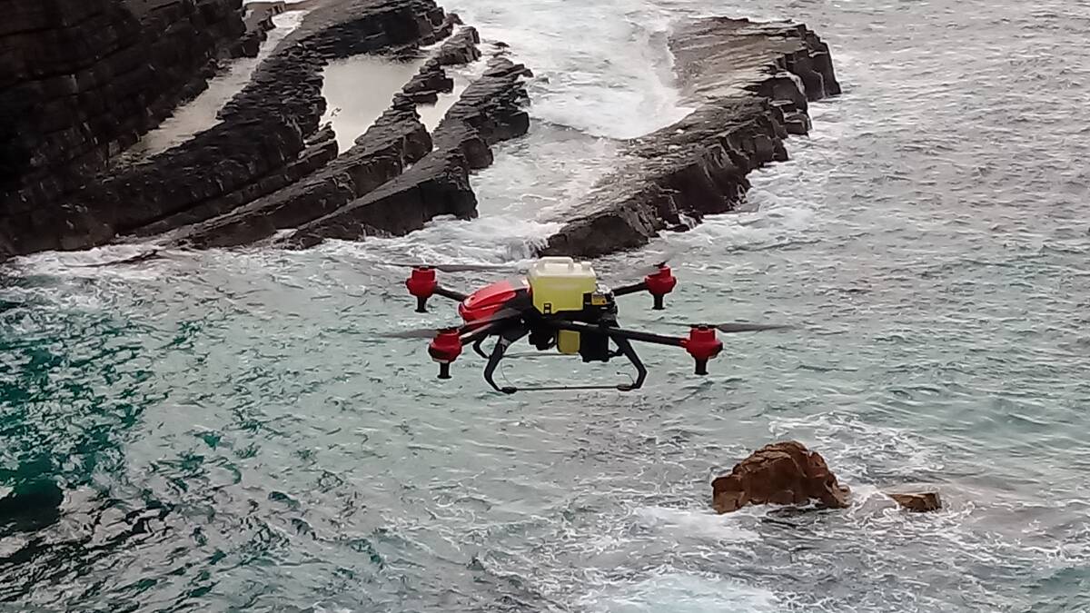 Drones are being used to target bitou on coastal headlands.