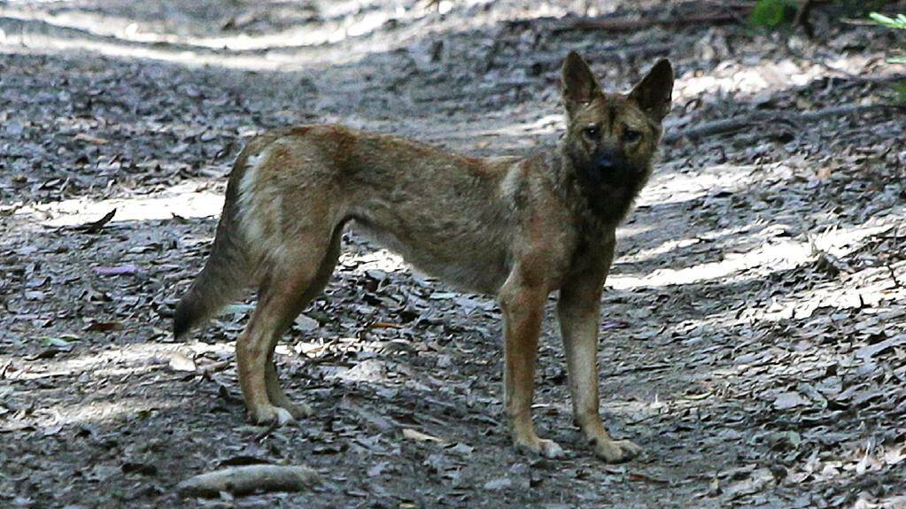 Training course conducted at Lansdowne ahead of wild dog baiting program